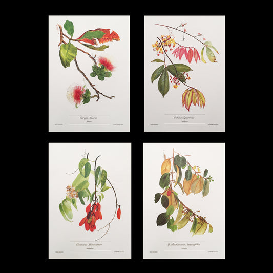 Botanical Print Pack (discounted)