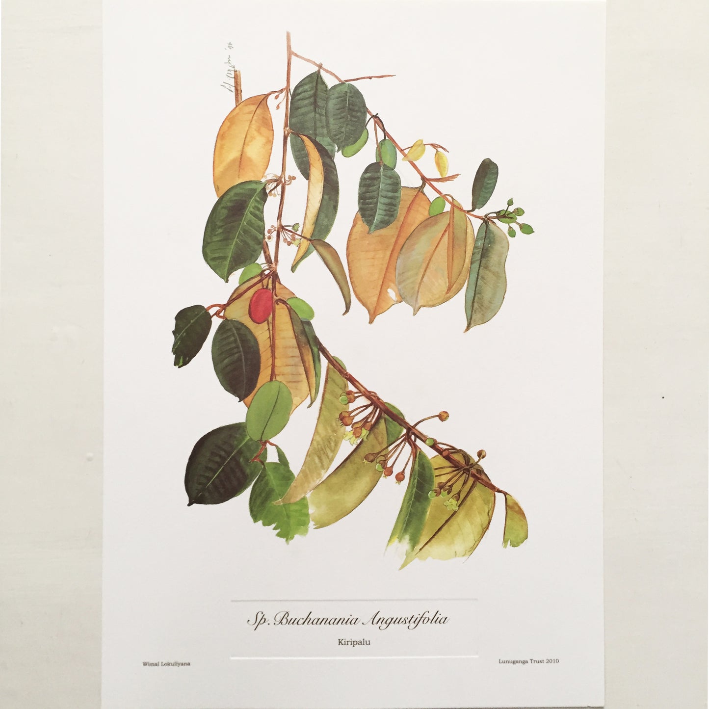 Kiripalu (Sp.Buchanania Angustifolia) Botanical Print