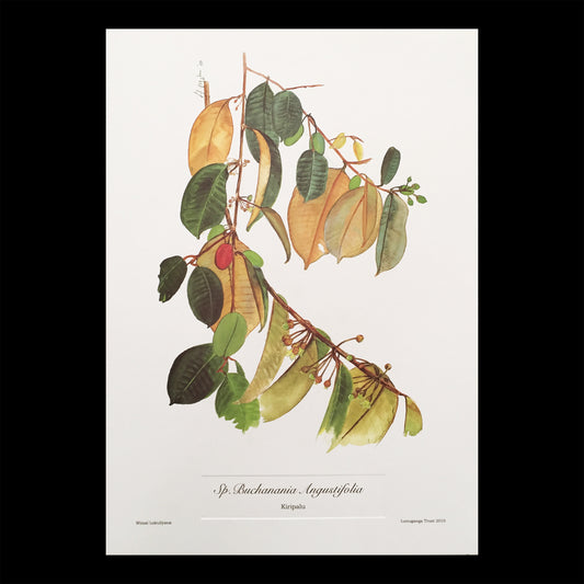 Kiripalu (Sp.Buchanania Angustifolia) Botanical Print