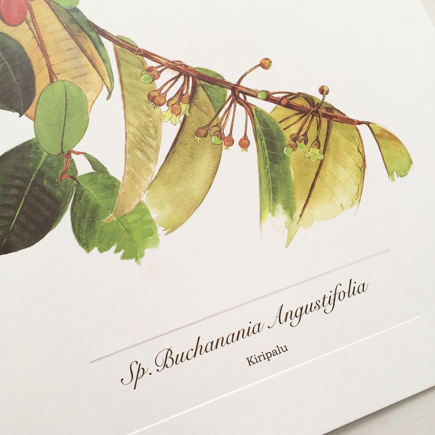 Kiripalu (Sp.Buchanania Angustifolia) Botanical Print