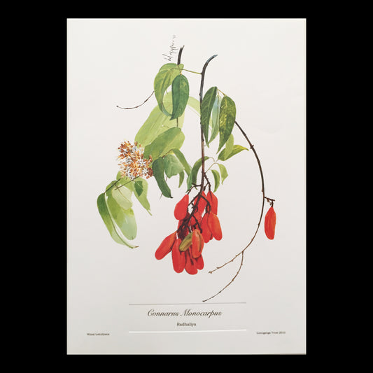Radhaliya (Connarus Monocarpus) Botanical Print